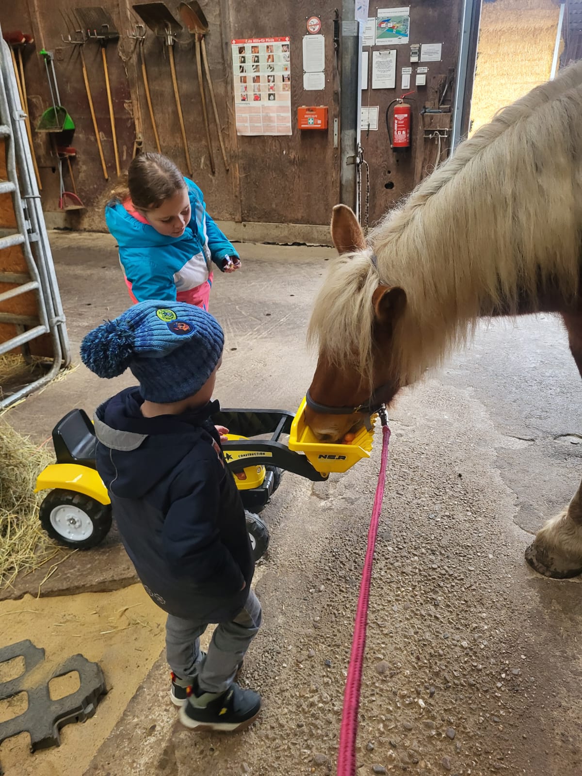 Kinder füttern Pferd Püppi im Stall bei einem pferdegestützten Angebot